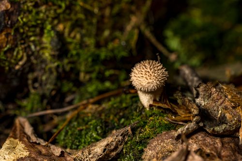 Free Macro shot of a spiny mushroom on a mossy log in Rouyn-Noranda forest, capturing autumn textures. Stock Photo
