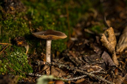 Free Macro shot of a mushroom on a forest floor in Rouyn-Noranda, displaying rich earthy tones. Stock Photo