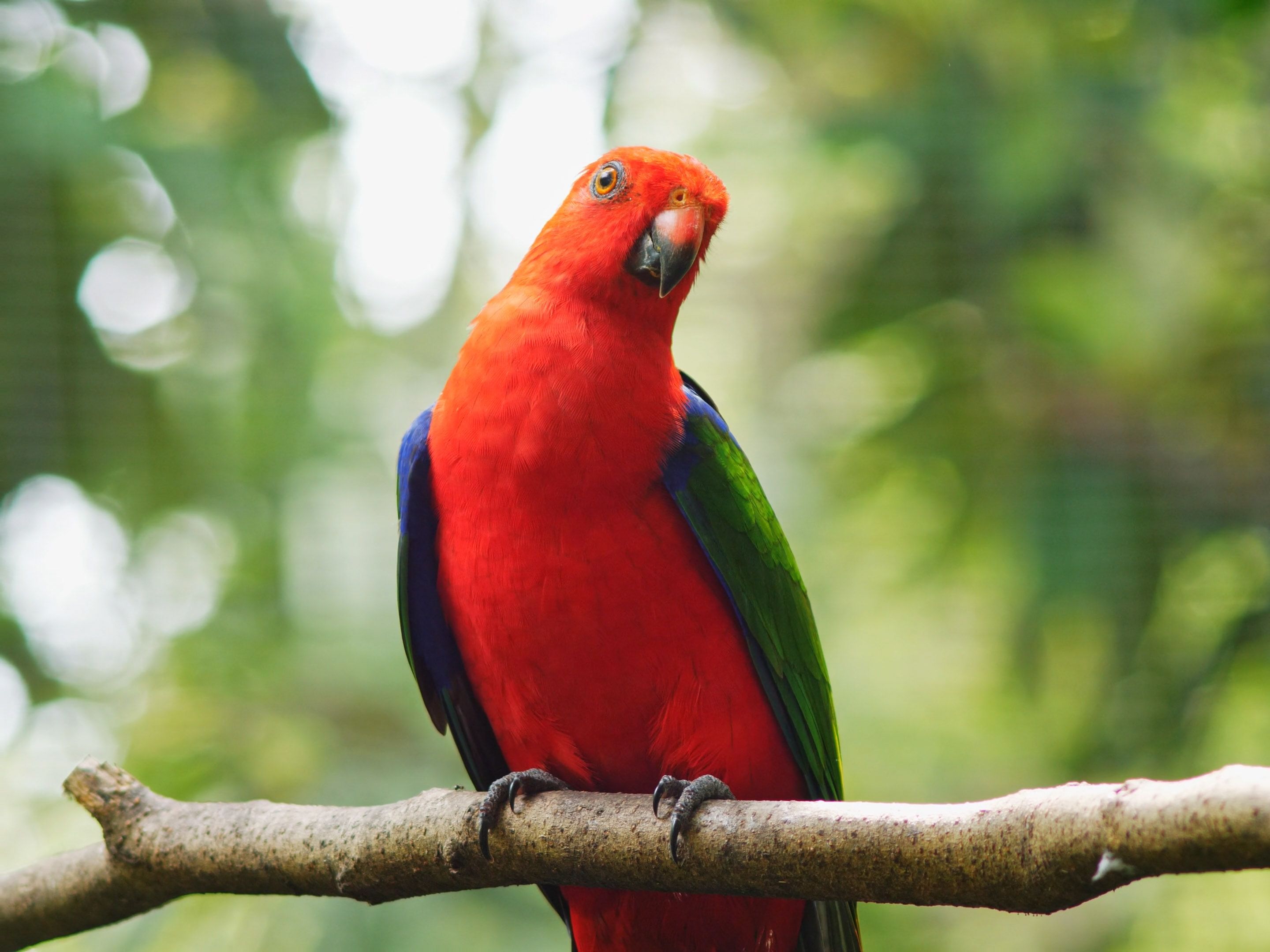 Common Nutritional Deficiencies in Pet Parrots