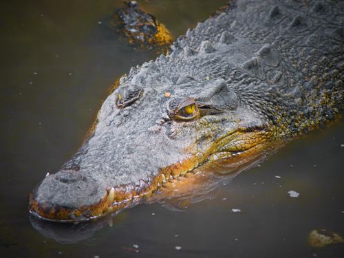 Free Detailed close-up of a Nile Crocodile (Crocodylus niloticus) partially submerged in water, showcasing its textured scales. Stock Photo