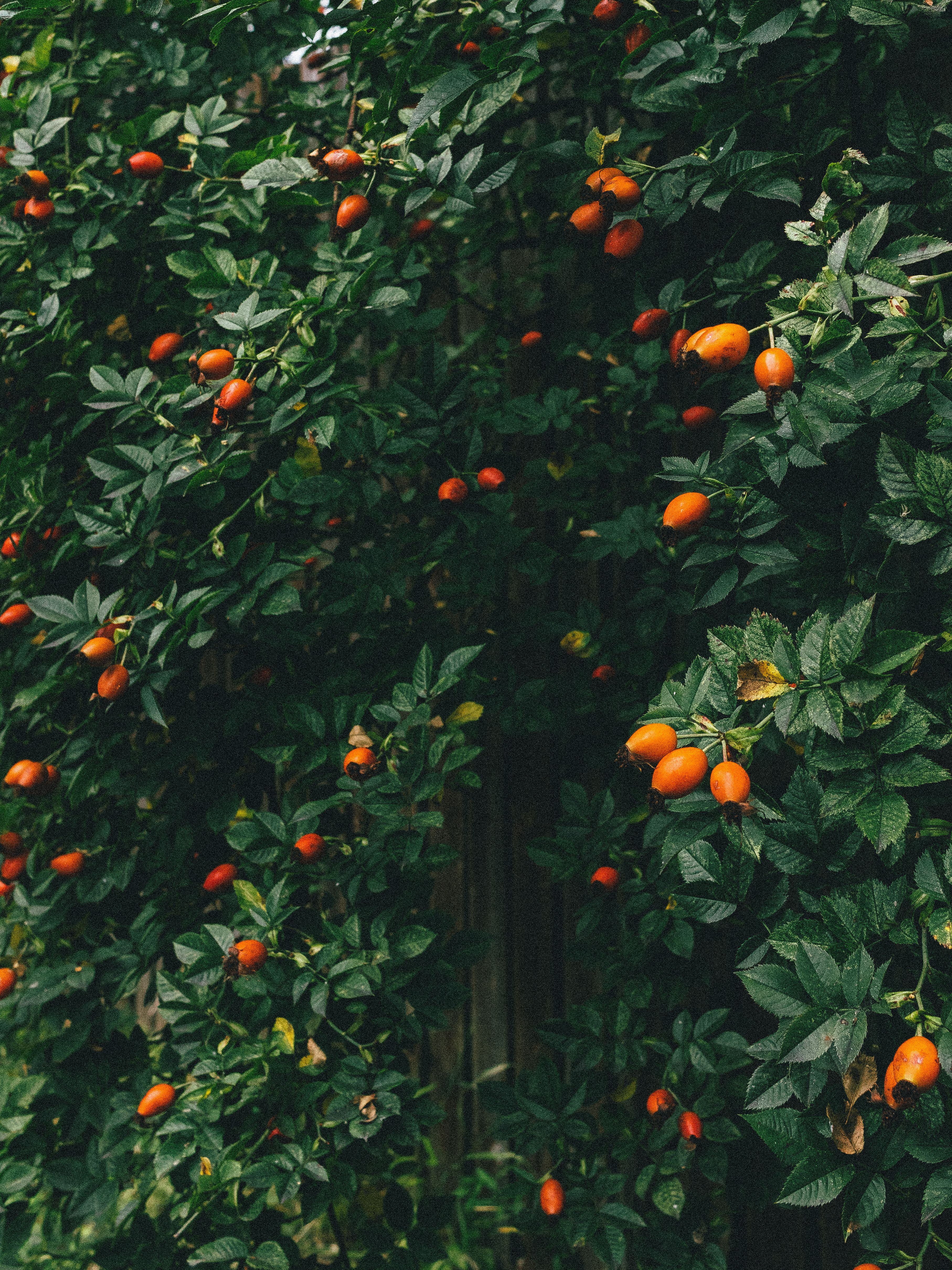 Dense foliage of a bush with bright red berries, representing natural abundance.