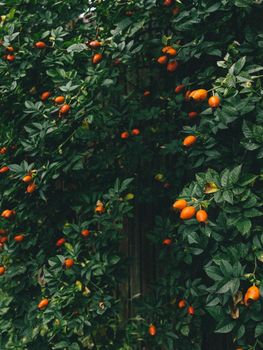Dense foliage of a bush with bright red berries, representing natural abundance.