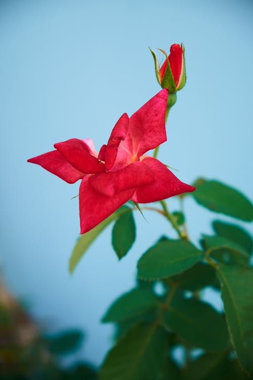 Free stock photo of beautiful flower, beauty of nature, chinese rose Stock Photo