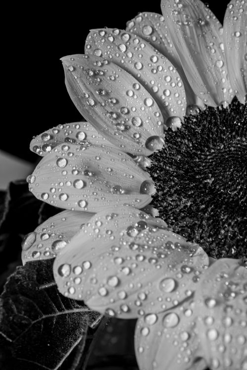 Free Dramatic black and white photo of a sunflower with dew drops on its petals. Stock Photo