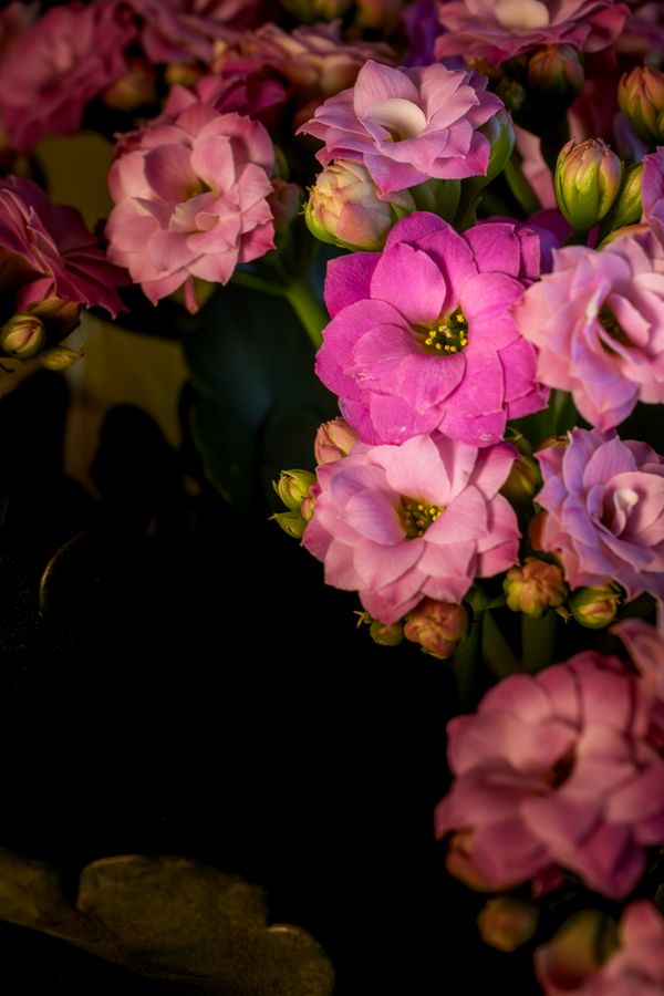 Close-up de flores de Kalanchoe rosa em plena floração, exibindo cores vibrantes e pétalas delicadas.