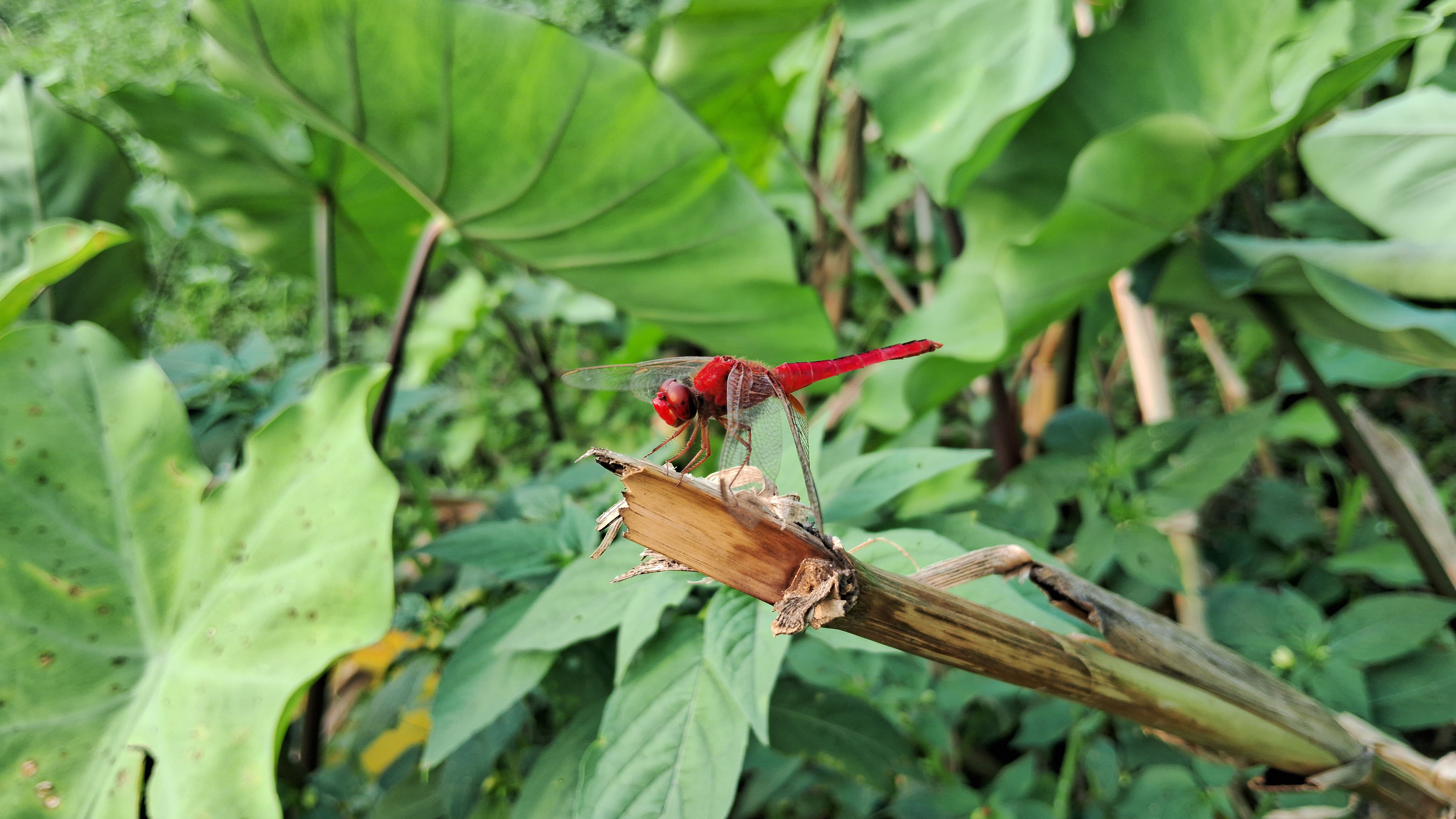 Close-up of a red dragonfly perched on a branch amidst lush green foliage in Mahesh Pur, India.