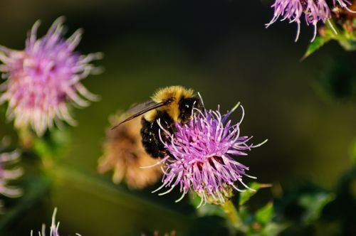 Free Close-up of a bumblebee collecting nectar from a vibrant purple thistle in a summer garden. Stock Photo
