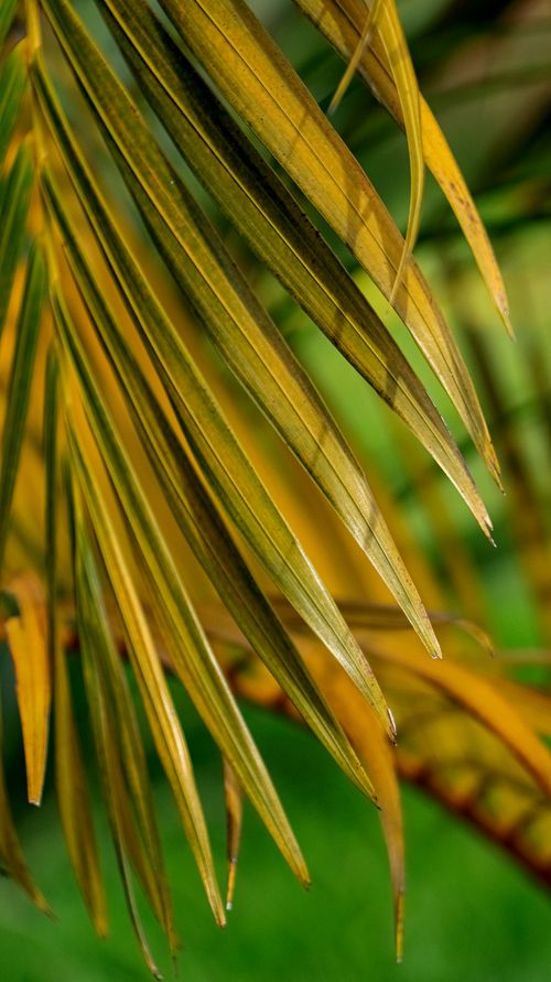 Free Vibrant yellow palm leaves with green background, captured outdoors in Rwanda. Stock Photo