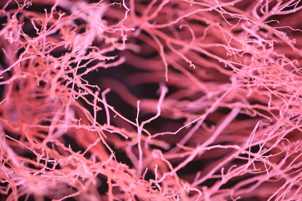 Picture for A tiny brain region has been keeping secrets about how we learn and focus