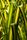 greenery