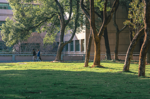 Free A peaceful scene with people walking on a tree-lined campus lawn. Stock Photo