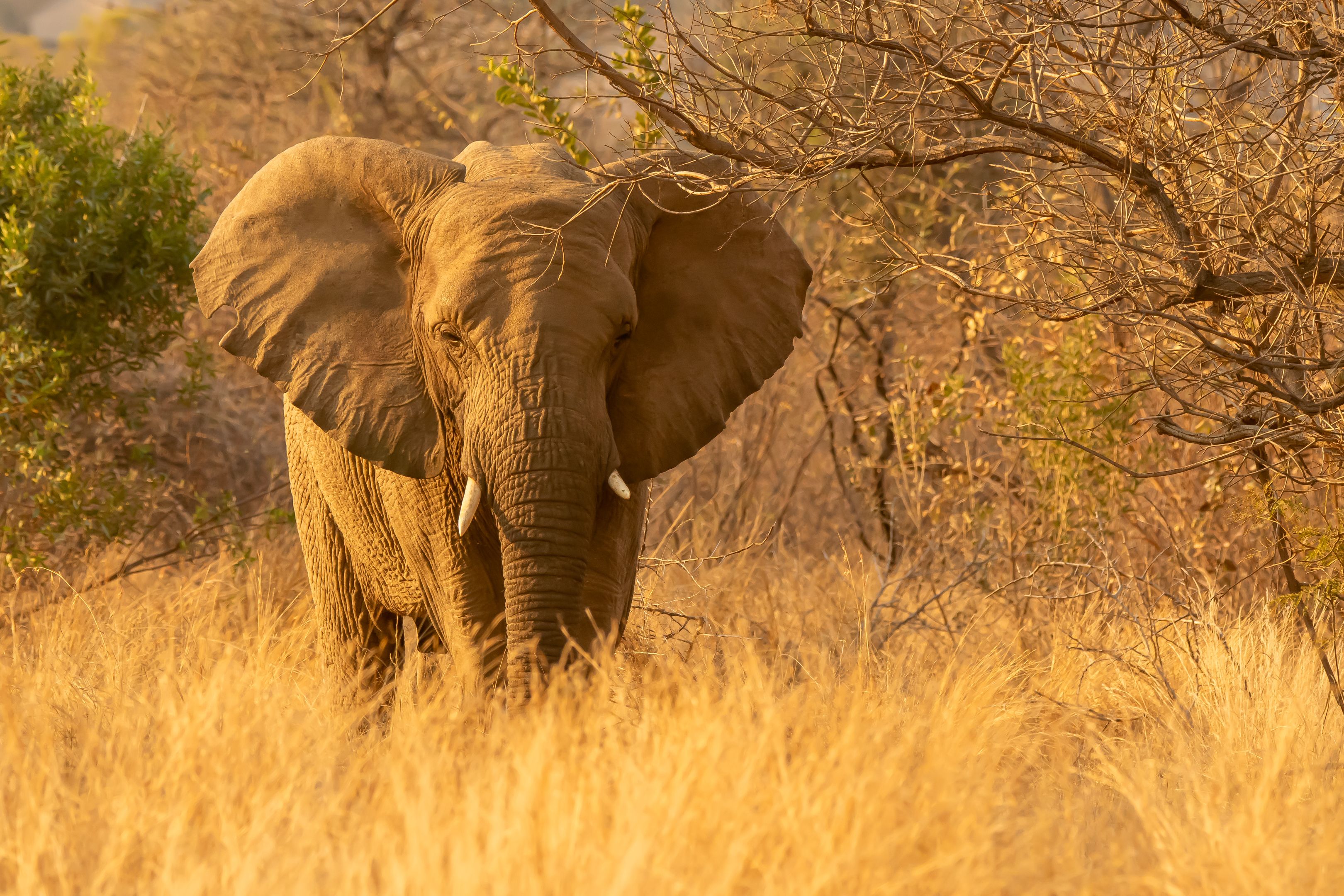 A powerful African elephant against the backdrop of the Bela-Bela savannah, exhibiting natural beauty.