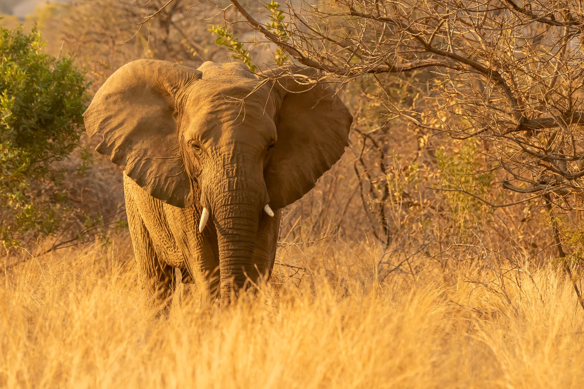 A powerful African elephant against the backdrop of the Bela-Bela savannah, exhibiting natural beauty.