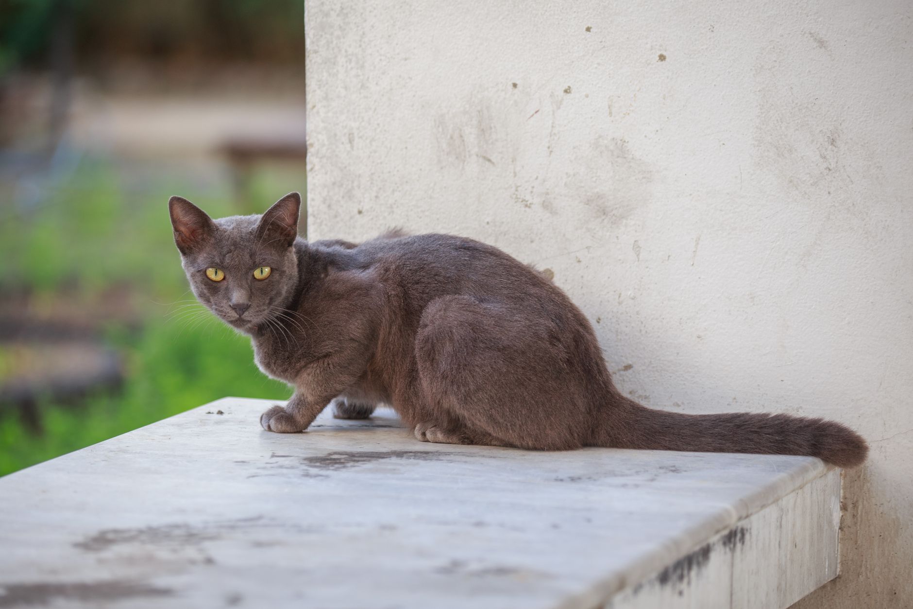 Majestic grey cat poised on a marble ledge, exuding elegance and curiosity in an outdoor setting.