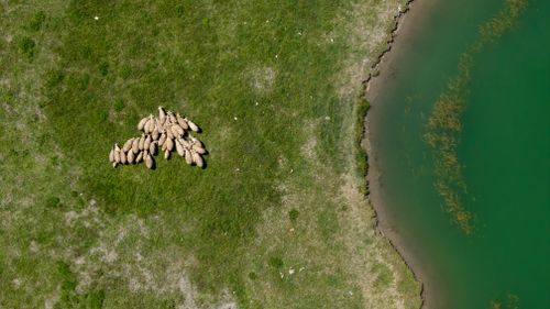 Free Aerial view of a flock of sheep grazing near a green pond on a sunny day. Stock Photo