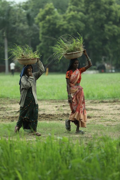 Free Two Indian women carrying grass in baskets on their heads in Raipur, India. Stock Photo