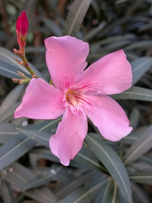 Free A vibrant pink oleander flower in full bloom with lush green leaves in the background. Stock Photo