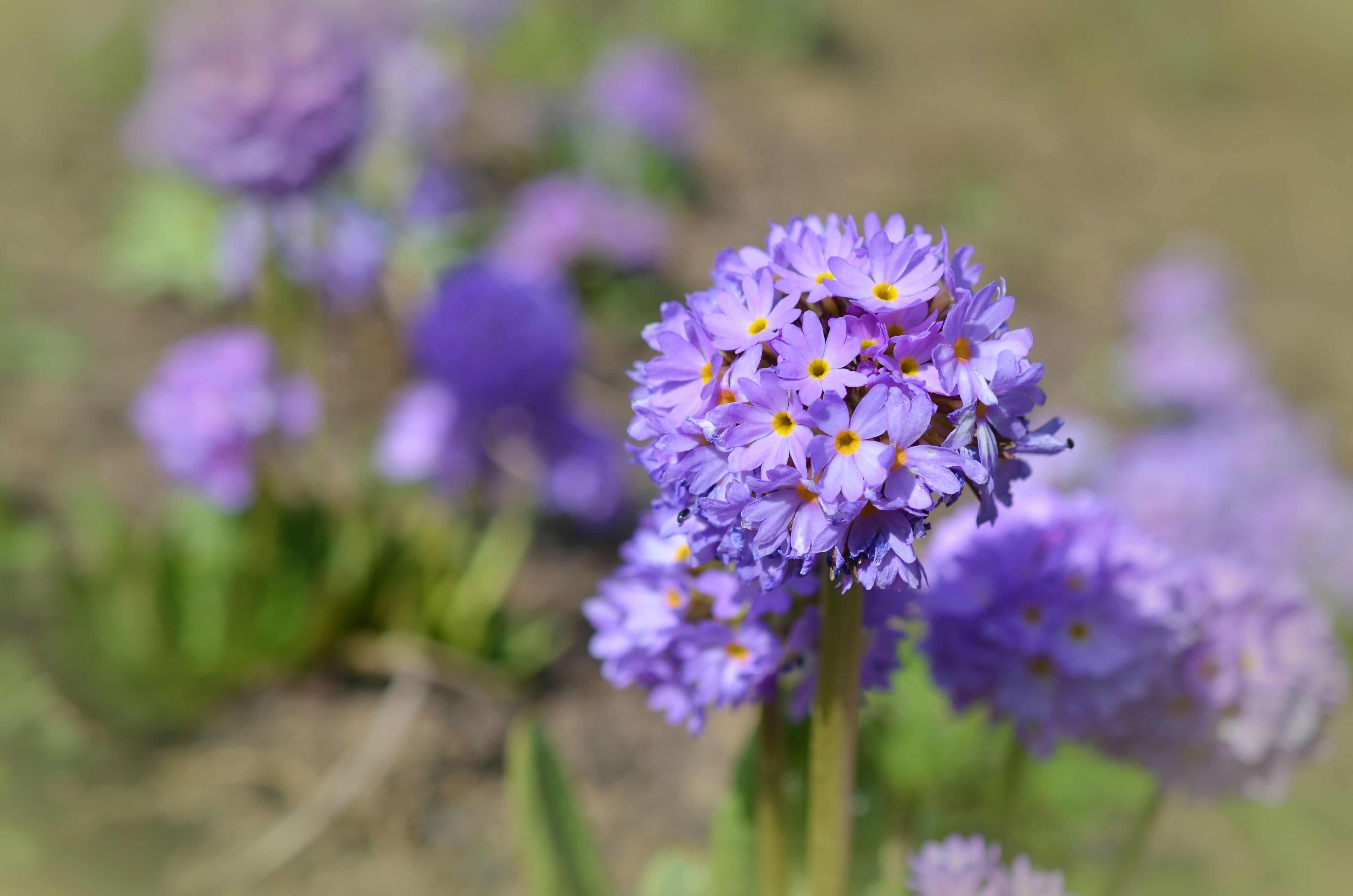 Purple And Yellow 8 Petal Flower Free Stock Photo