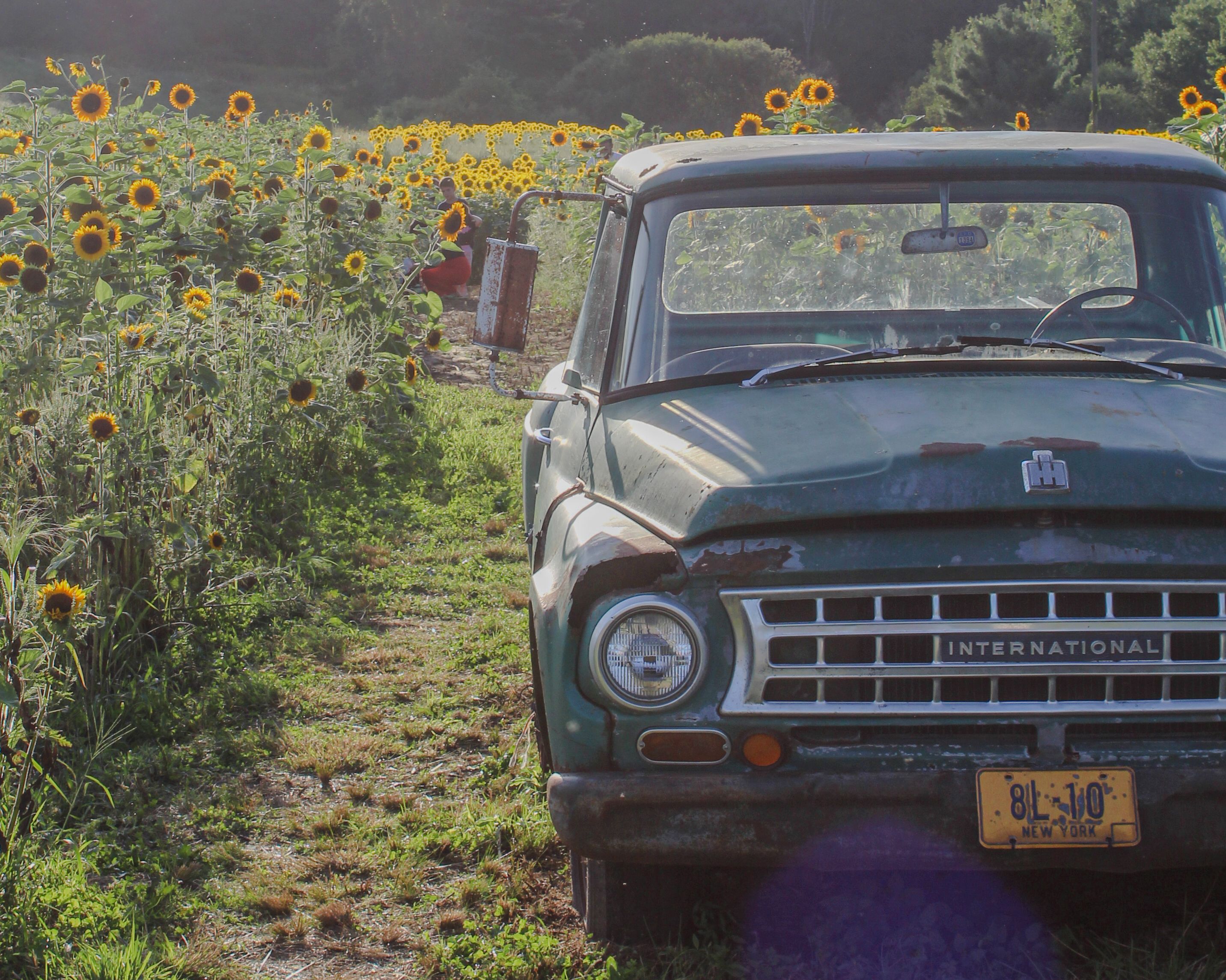A classic green truck parked beside vibrant sunflowers in the early morning light.