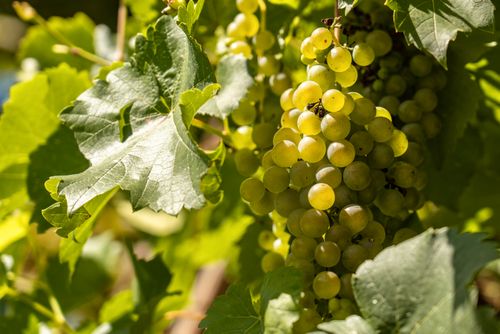 Free Vibrant green grapes on the vine, basking in summer sunlight, illustrating nature's abundance. Stock Photo