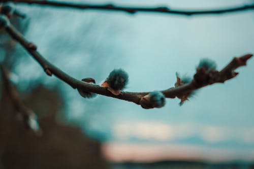 Fotos de stock gratuitas de bosque, cielo, fondo