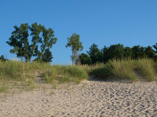 Free A tranquil view of sand dunes with lush grasses and trees at Indiana Dunes National Park. Stock Photo
