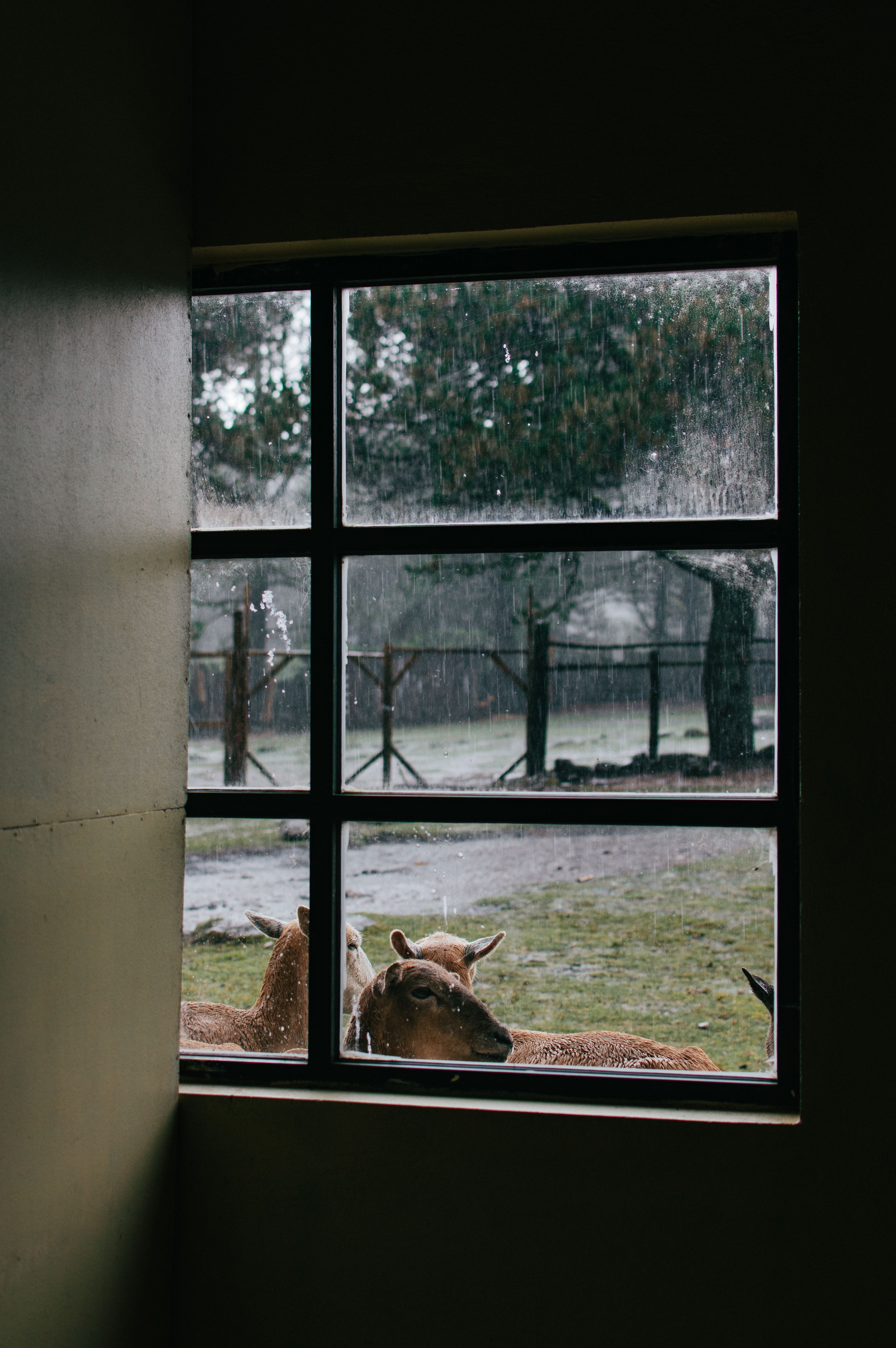 Deer seen through a rustic window frame in Las Vigas de Ramírez, Veracruz, México, on a rainy day.