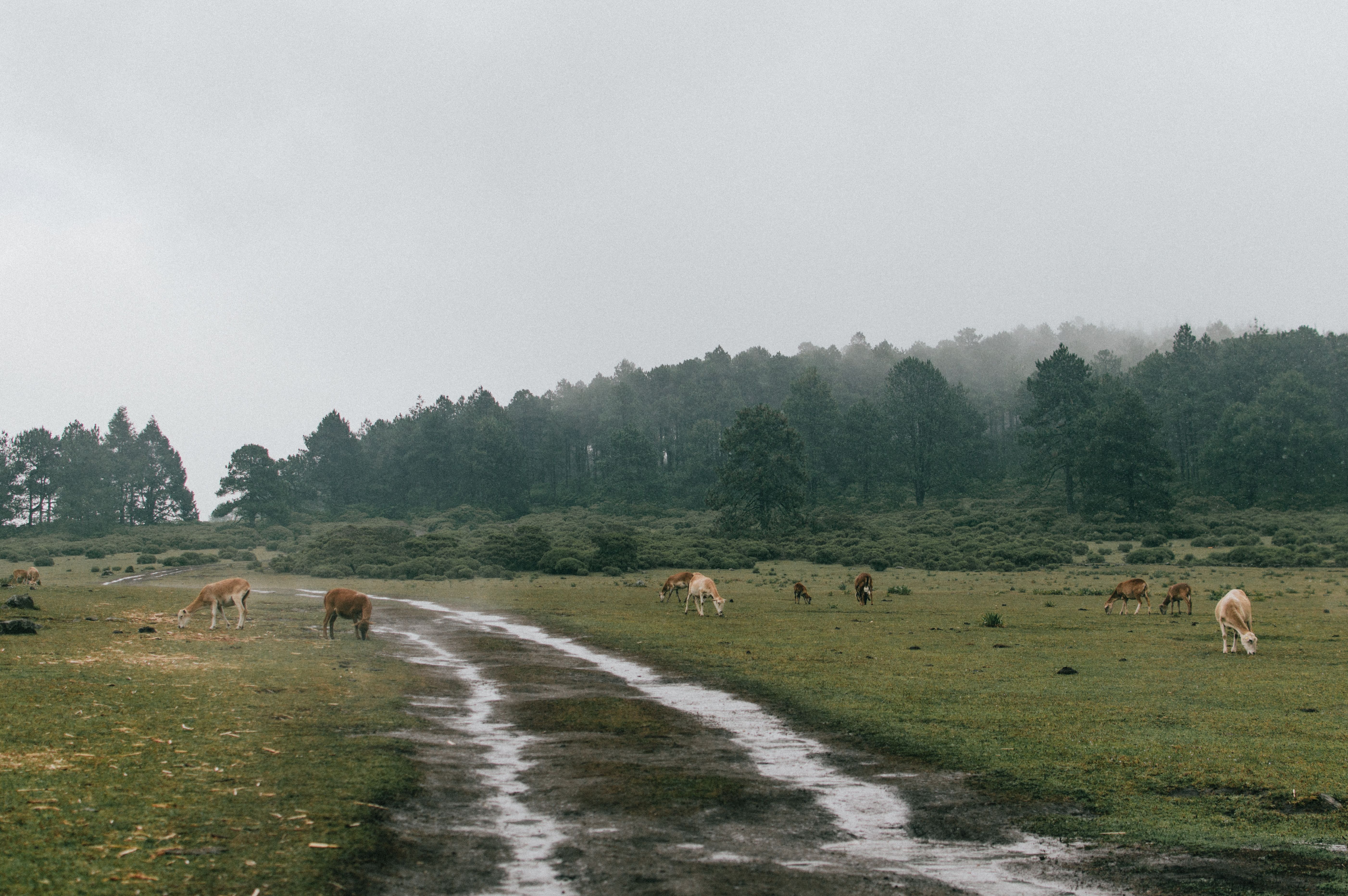 Deer grazing peacefully in a misty forest landscape at Las Vigas de Ramírez, Veracruz.
