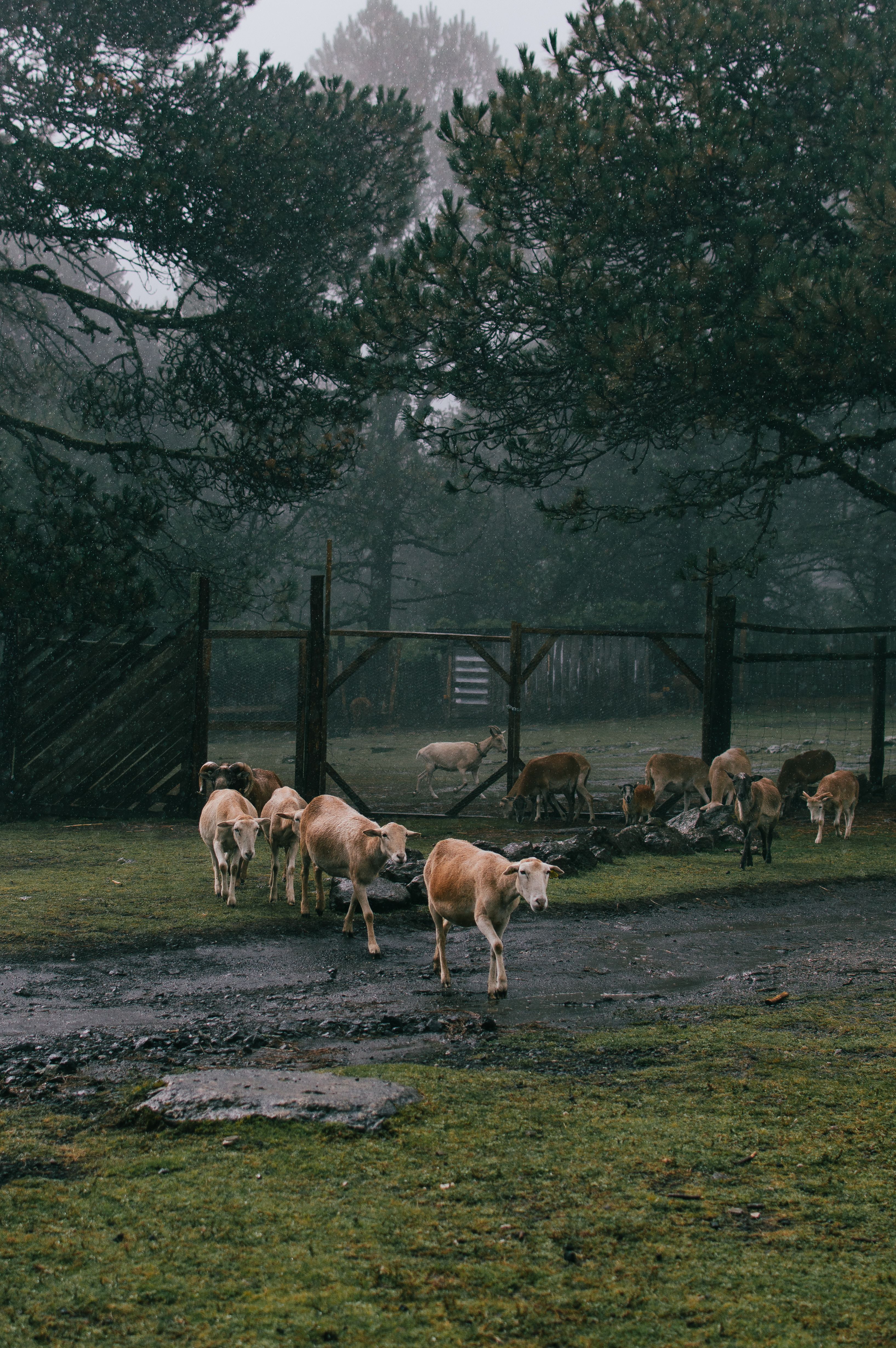 A serene herd of sheep grazing in a misty, lush forest in Las Vigas de Ramírez, Mexico.