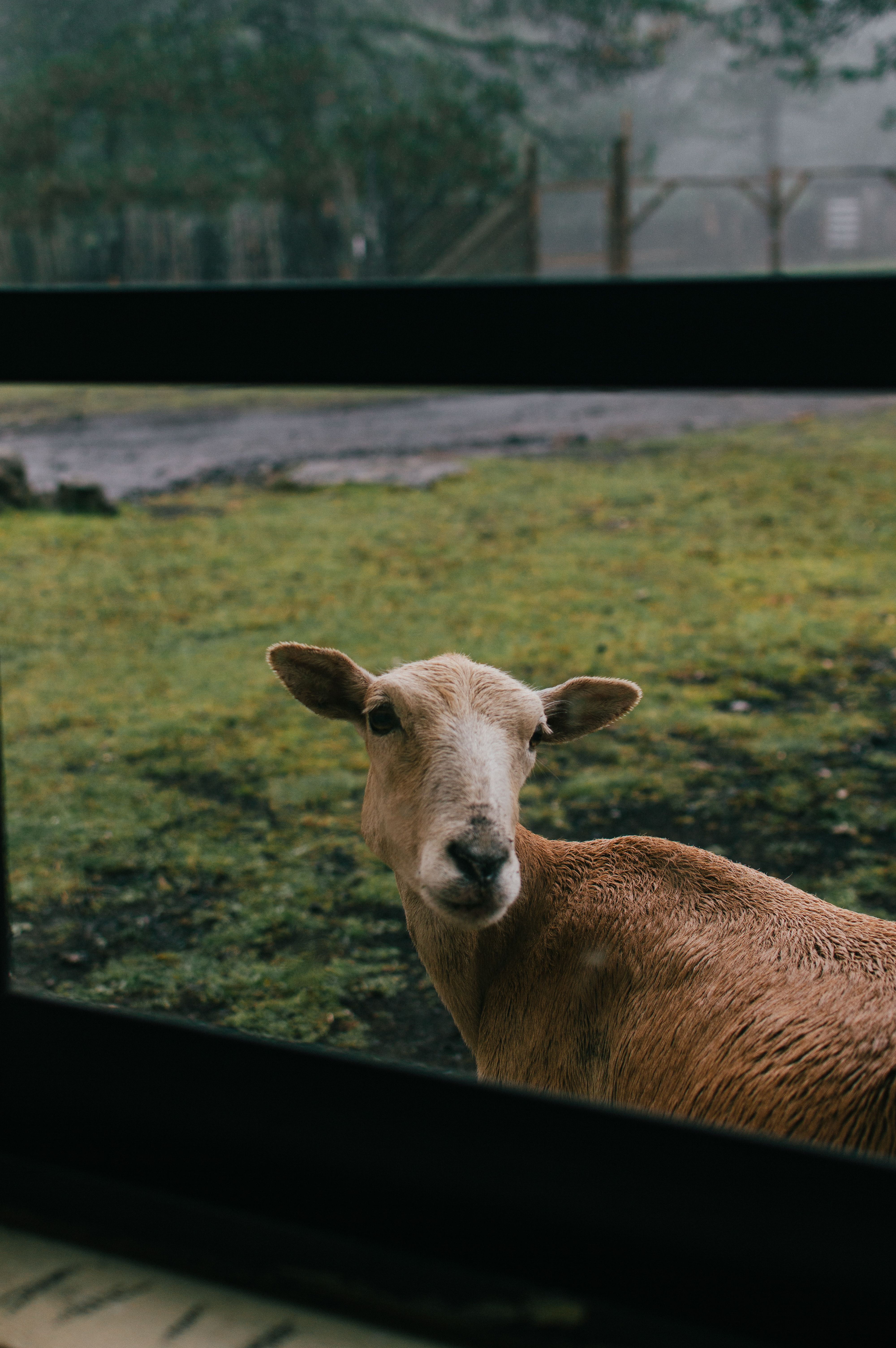 A sheep gazes through a fence amidst the foggy forests of Las Vigas de Ramírez, Veracruz.