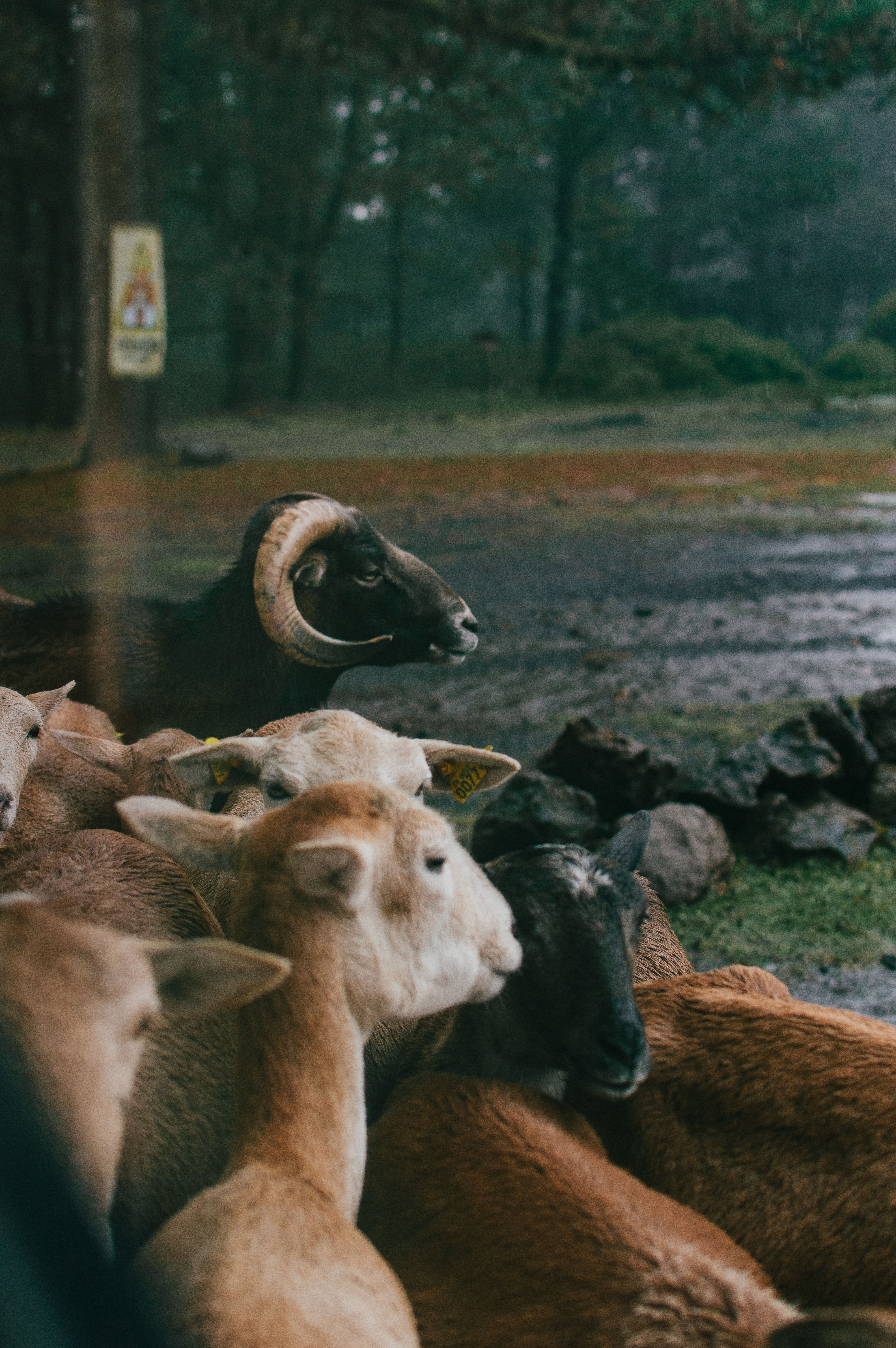 A herd of sheep and goats in a misty forest at Las Vigas de Ramírez, Veracruz, Mexico.