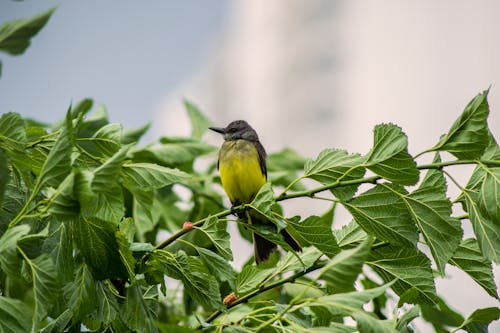 Pássaro Amarelo E Preto Empoleirado Em Uma Planta Verde