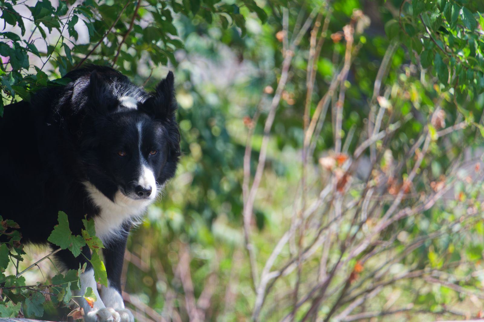 Un Border Collie curieux glisse la tête dans un feuillage verdoyant, pelage noir et blanc