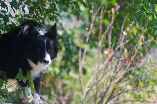 Un Border Collie curieux glisse la tête dans un feuillage verdoyant, pelage noir et blanc