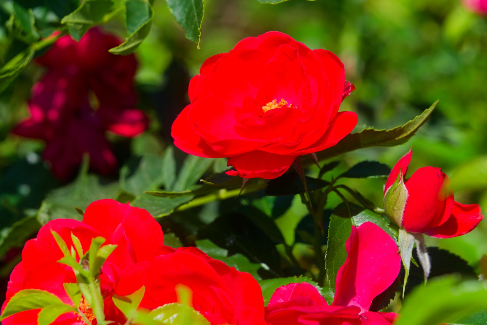 Roses rouges éclatantes en fleurs dans un jardin français ensoleillé