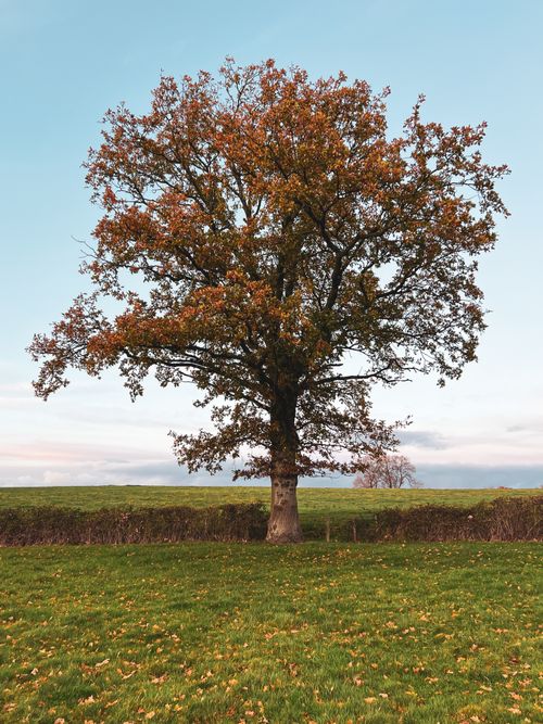 Free A stunning oak tree stands tall in a Malmesbury field during fall, showcasing vibrant autumn foliage. Stock Photo