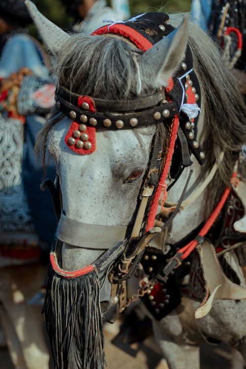 Free Close-up of a grey horse adorned with traditional decorative tack, capturing its serene beauty. Stock Photo