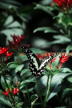 Close-up of a butterfly on red flowers in a lush garden setting in Honfleur, France.