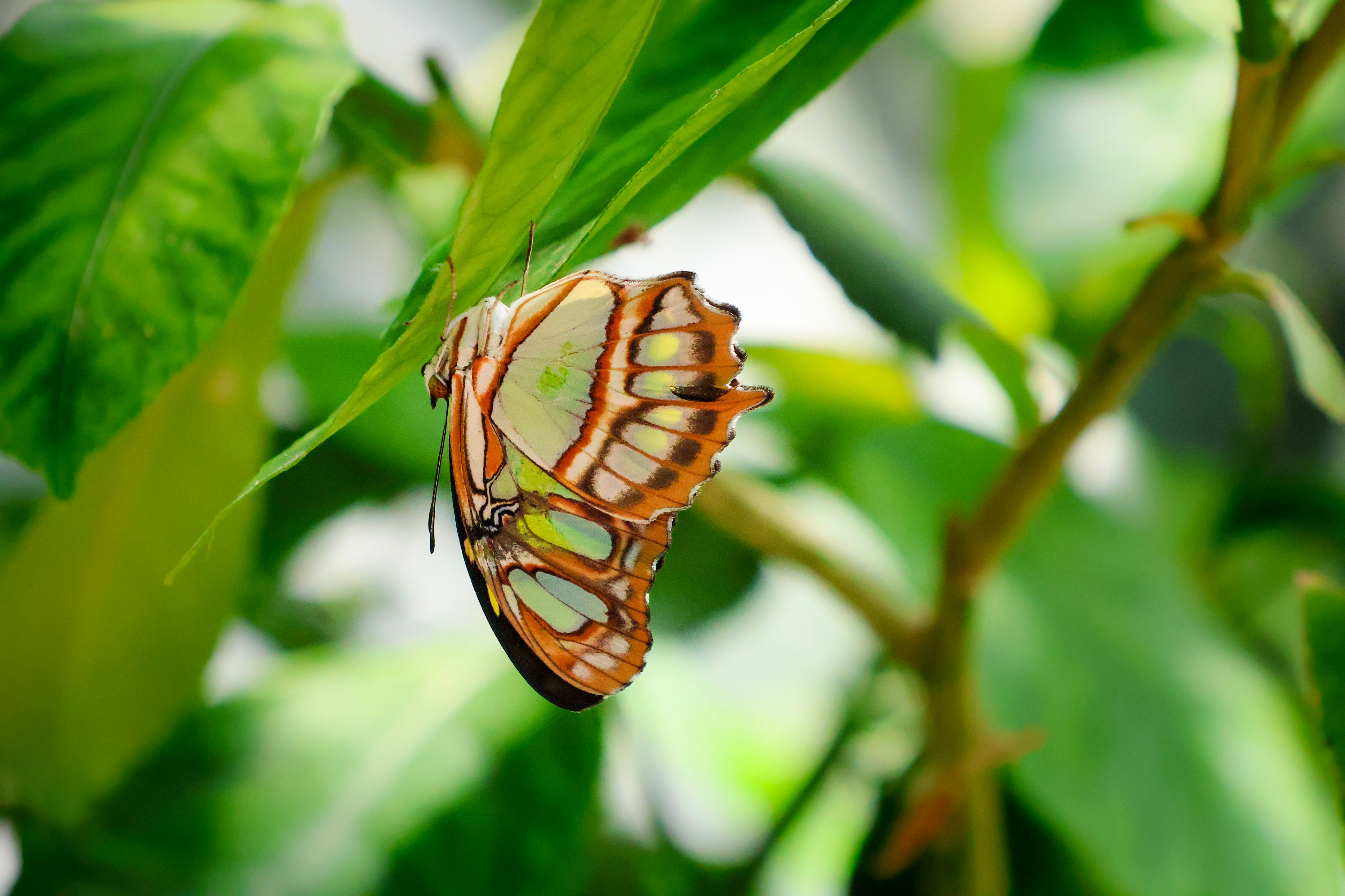 Fotomural Primer plano de una colorida mariposa malaquita sobre hojas verdes en Honfleur, Francia.