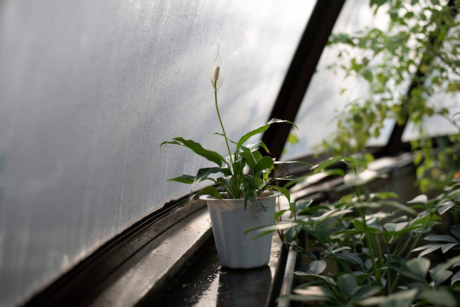peace lily care
