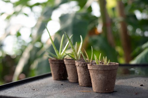 Planten In Potten