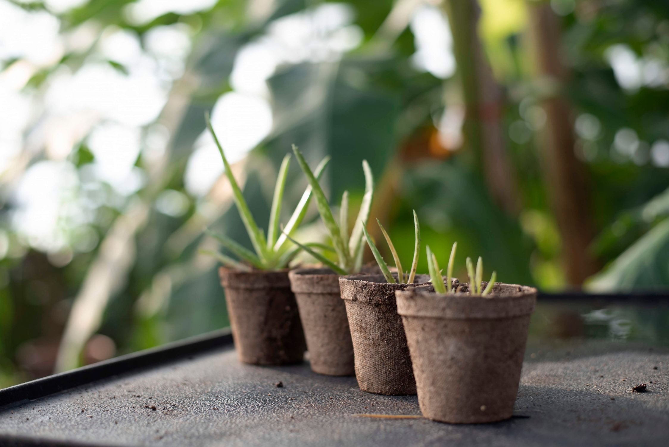 Plants In Pots Free Stock Photo plants-in-pots-free-stock-photo