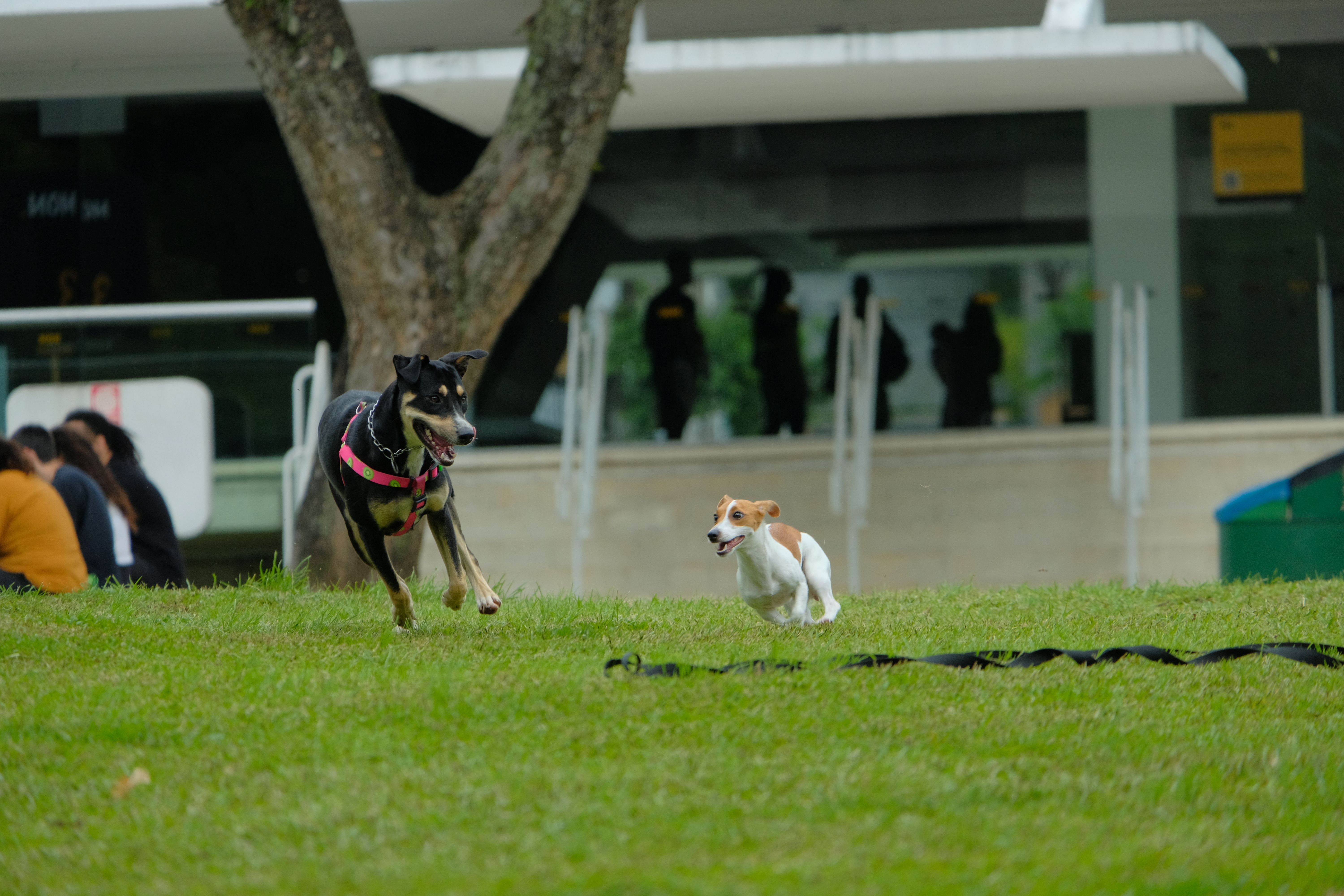 Cachorra foge de casa e é resgatada dentro de rio em SP após 11 dias perdida