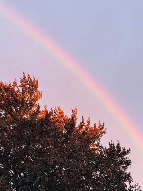 Free Stunning rainbow over lush tree canopy at sunset with a pastel sky. A perfect nature moment captured outdoors. Stock Photo
