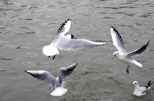 Four White Birds Flying on Air