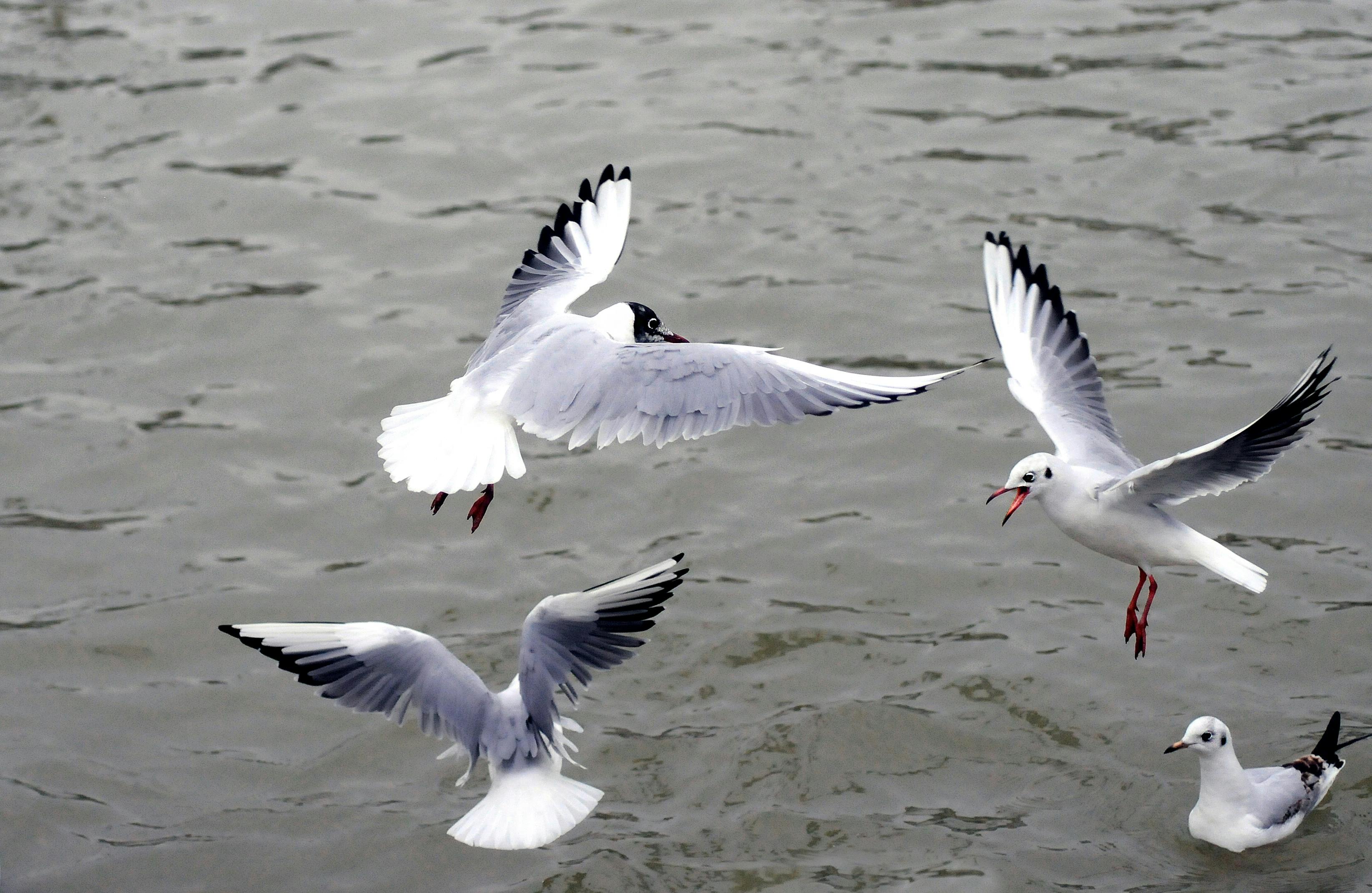 White and grey bird flying in the sky during day time free stock photo