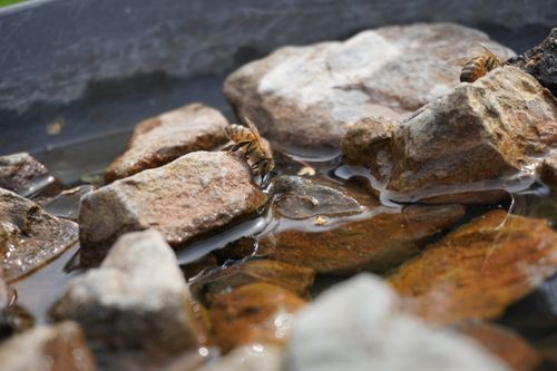 Free Close-up image of a bee drinking water from a stream between rocks, highlighting insect behavior in nature. Stock Photo