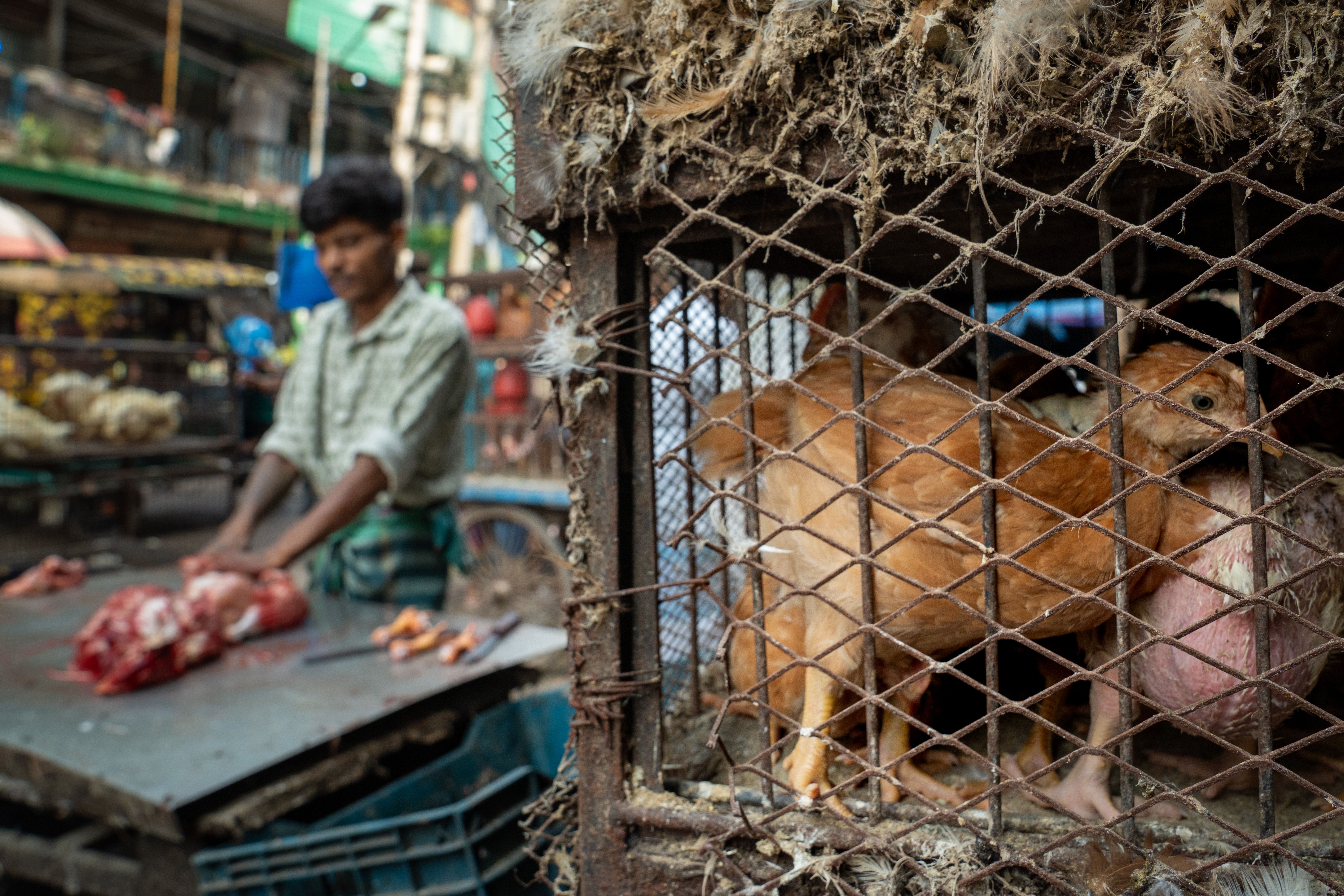 Filé de Peito de Frango (kg)