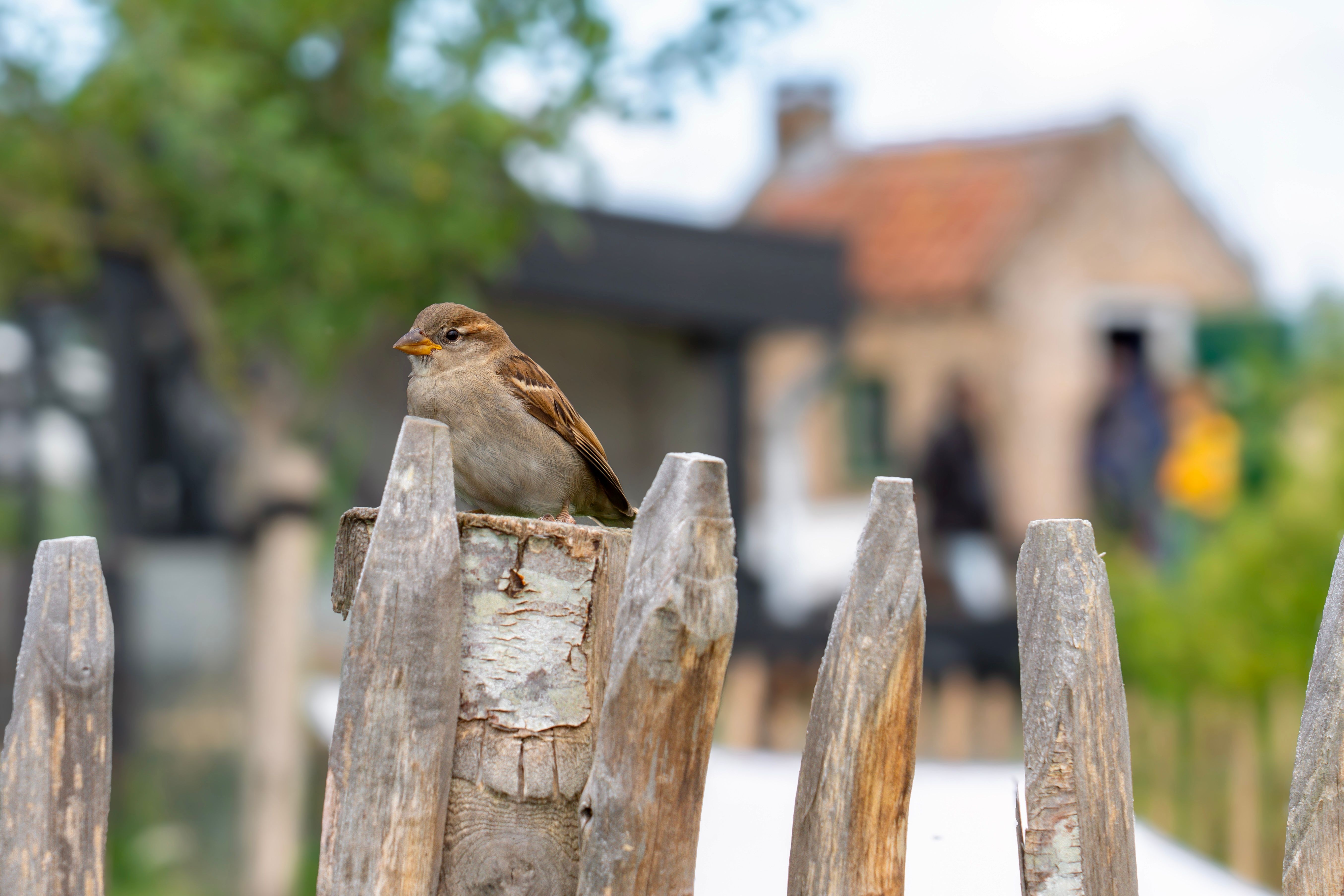 Birdneighbors
