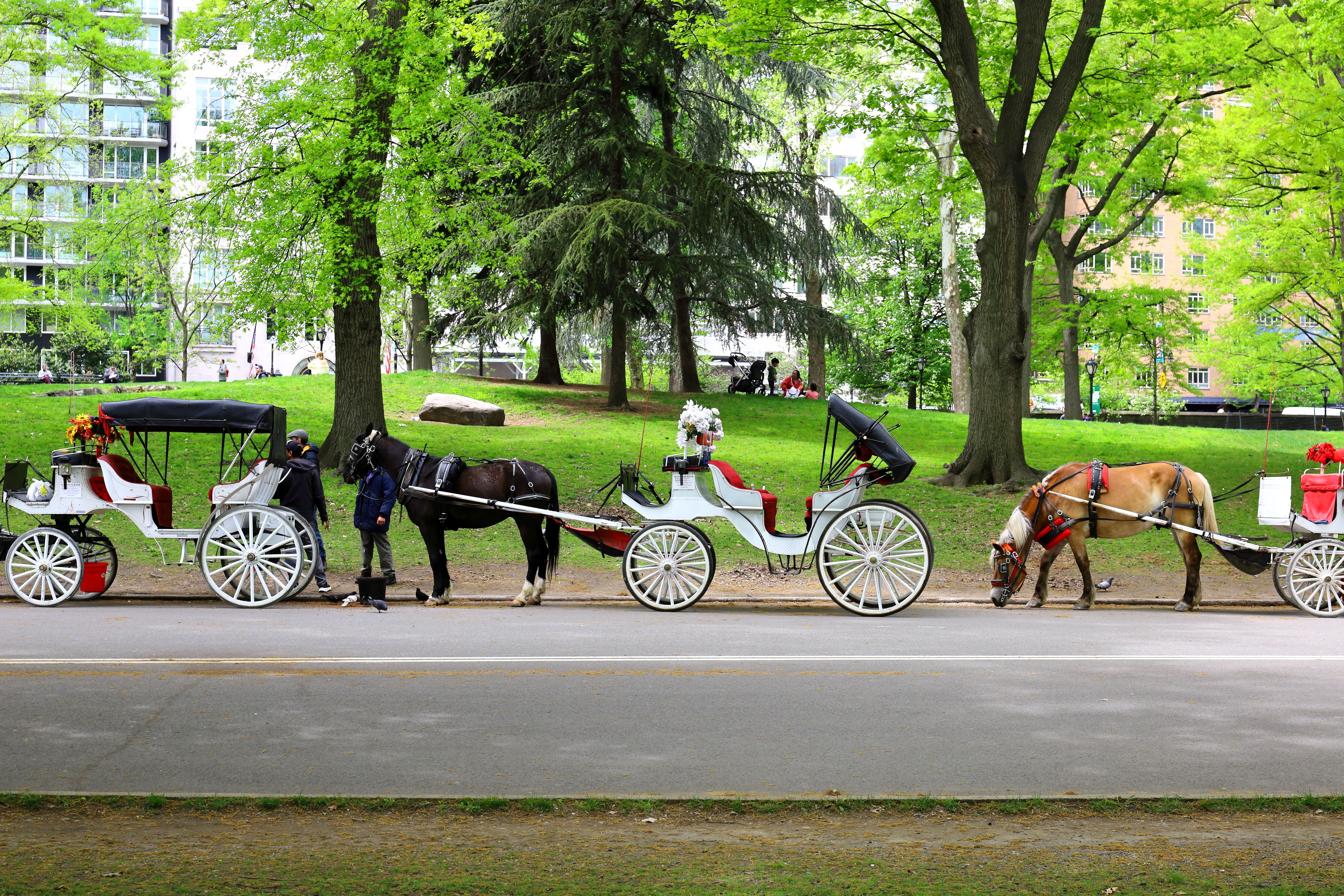 New York Central Park'ta atlı fayton ve sürücüsü